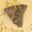 Catocala elocata (French Red Underwing)-2.jpg